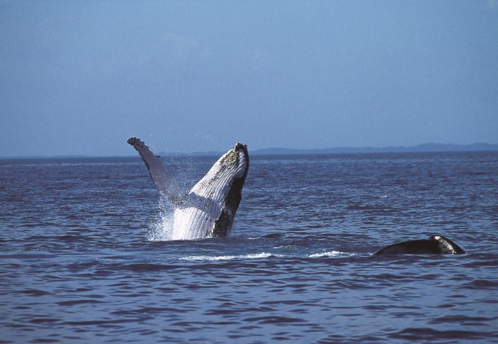 Ecoboat Whale Tour